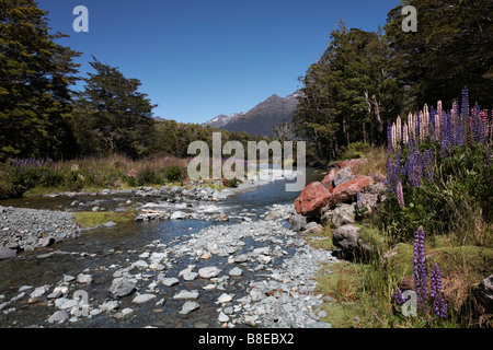 Magnifique paysage de lupins, ruisseau et enneigés des montagnes en arrière-plan à Cascade Creek, South Island, New Zealand Banque D'Images
