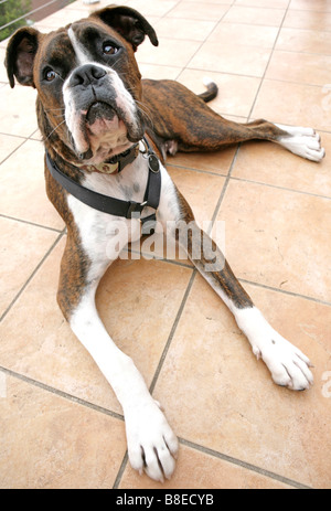 Chien Boxer mâle, âgé de 9 mois. Banque D'Images