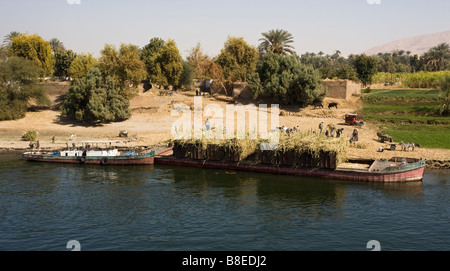 Les agriculteurs de canne à sucre Chargement en bateau à Nil en Egypte. Banque D'Images