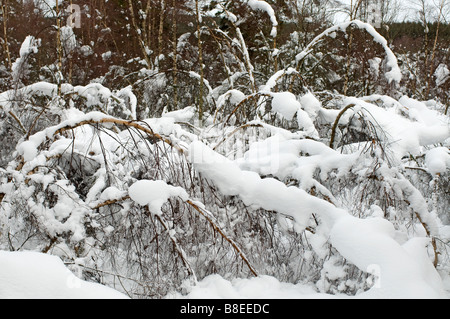 Bois de bouleau dommages après les fortes chutes de neige dans les Highlands écossais Inverness-shire SCO 2172 Banque D'Images