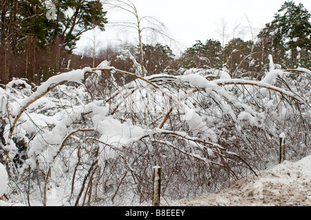Bois de bouleau dommages après les fortes chutes de neige dans les Highlands écossais Inverness-shire SCO 2173 Banque D'Images