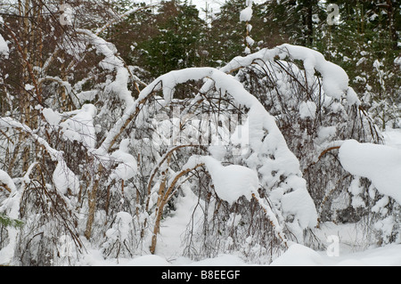 Bois de bouleau dommages après les fortes chutes de neige dans les Highlands écossais Inverness-shire SCO 2174 Banque D'Images