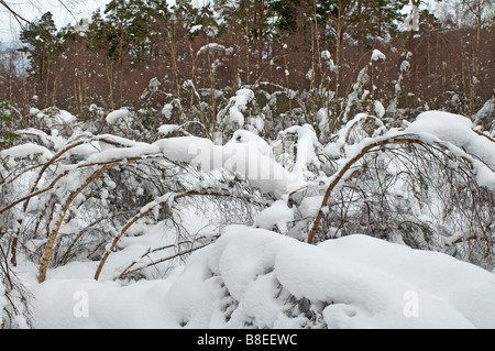 Bois de bouleau dommages après les fortes chutes de neige dans les Highlands écossais Inverness-shire SCO 2175 Banque D'Images