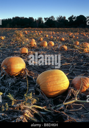 Citrouilles dans le sud-ouest de l'Ontario field at Sunset Banque D'Images