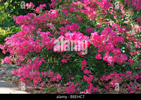 Une Crepe Myrtle rose foncé, Langerstroemia, arbuste en fleurs. Banque D'Images