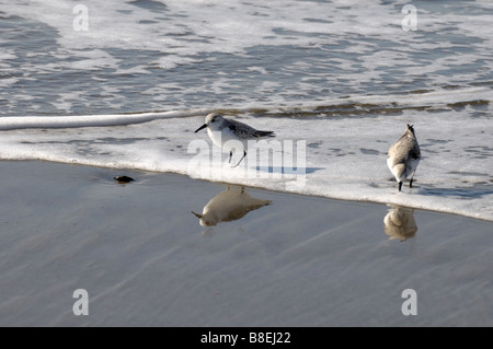 Deux Sanderlings (Calidris alba) se nourrissent le long du rivage humide, reflétés dans le sable alors que la mousse océanique roule doucement sur la plage. Banque D'Images