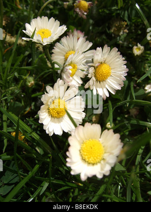 Close up de fleurs Daisy Banque D'Images