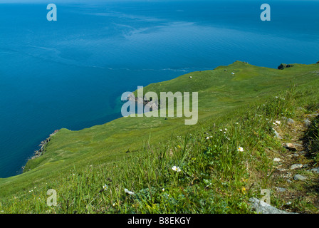 Le morse (Odobenus rosmarus divergens Îles Morse State Game Sanctuary l'Île Ronde Bristol Bay Alaska pinnipède Banque D'Images