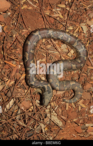 Sable commun BOA. Gongylophis conicus. non venimeux, Marol, commune, Andheri Mumbai. L'Inde Banque D'Images