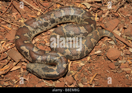 Sable commun BOA. Gongylophis conicus. non venimeux, Marol, commune, Andheri Mumbai. L'Inde Banque D'Images