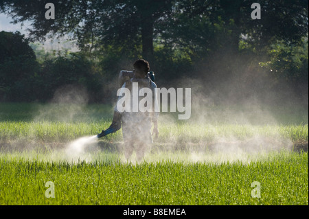 L'homme indien une pulvérisation de pesticides avec des cultures de riz. L'Andhra Pradesh, Inde Banque D'Images