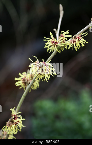 Un gros plan d'une l'Hamamélis (Hamamelis x intermedia) 'Orange Beauty' en fleurs Banque D'Images