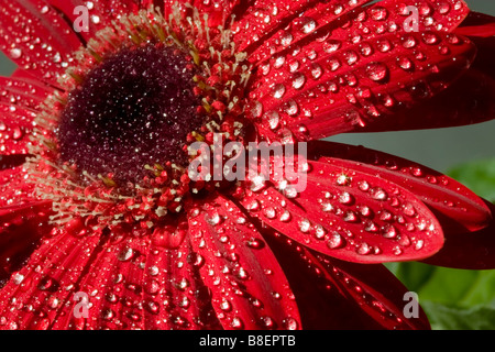 Gerbera daisy mousseux Banque D'Images