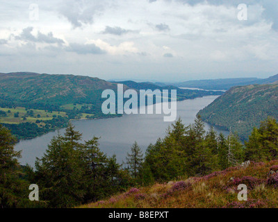 Vue vers le bas du lac ullswater de Heather couverts côté montagne,lake district. Banque D'Images