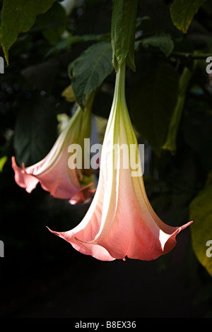 Fleur de Angel's Trumpet de Brugmansia Genre de famille des solanacées originaire d'Amérique du Sud Banque D'Images