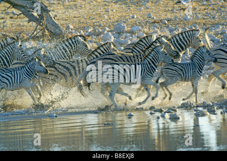 Les zèbres qui s'exécutant à partir de points d'eau, Etosha National Park, Namibie Banque D'Images