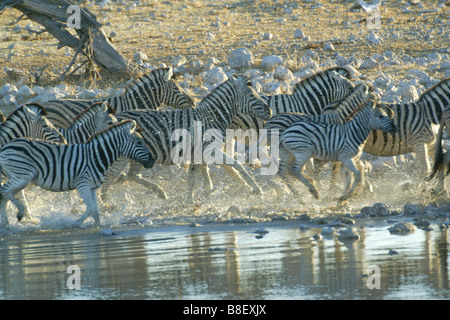 Les zèbres qui s'exécutant à partir de points d'eau, Etosha National Park, Namibie Banque D'Images