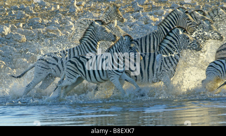 Les zèbres qui s'exécutant à partir de points d'eau, Etosha National Park, Namibie Banque D'Images