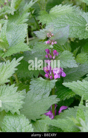 Lamium maculatum, un deadnettle blanc tacheté Banque D'Images