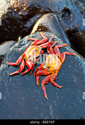 Sally Lightfoot crab, (Percnon gibbesi) Isla Fernandina, îles Galapagos, en Équateur. Banque D'Images
