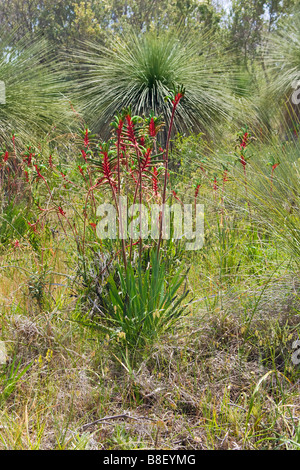 Patte de kangourou rouge et vert (Anigozanthos manglesii) croissant dans la brousse, dans la région de Perth, Australie occidentale Banque D'Images