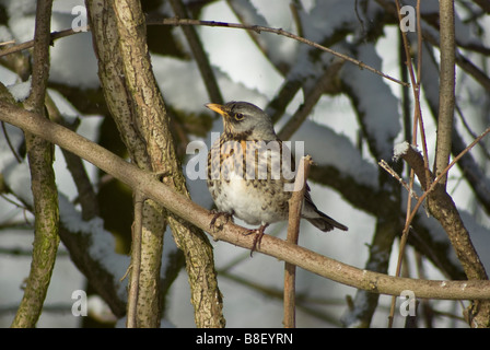 En hiver fieldfare Banque D'Images