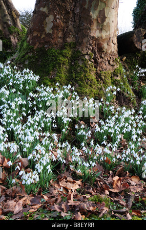 Perce-neige contre un tronc d'arbre moussu Galle Carmarthenshire Banque D'Images