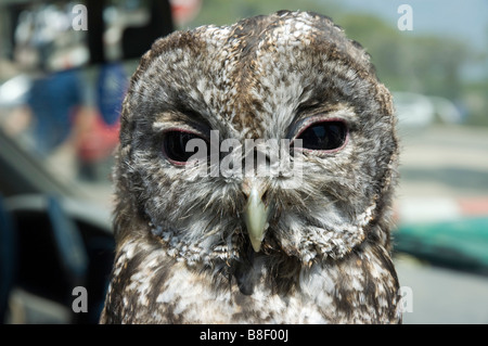 Carmel Israël Chouette hulotte Strix Aluco enr montagnes près de la tête et le visage de l'été Août 2007 Banque D'Images