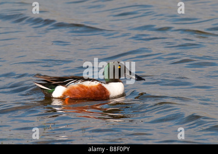 Löffelente (Anas clypeata) - Canard souchet Banque D'Images