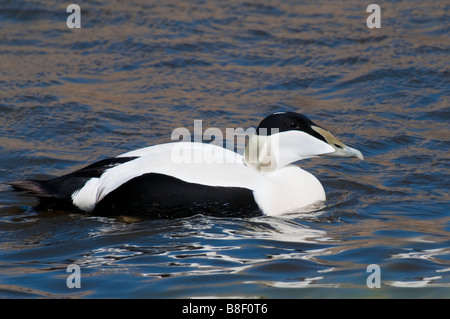 Männliche Eiderente - Somateria mollissima Eider mâle - Banque D'Images