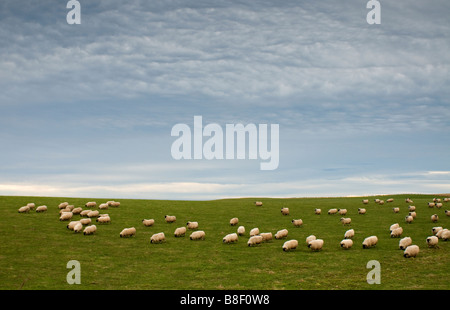 Face Black Sheep Ovis aries troupeau paître à Dunnottar Stonehaven proche région de Grampian Ecosse UK 2189 SCO Banque D'Images