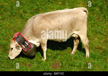 Suisse sans cornes vache brune avec une cloche autour du cou, Suisse Banque D'Images