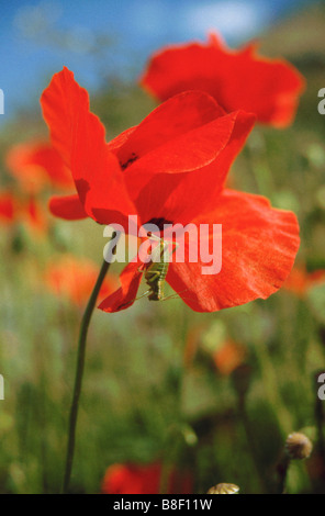 Un insecte sur un coquelicot dans un wildflowersmeadow à Stoupa sur la péninsule de Mani dans le Péloponnèse, Grèce continentale - Mai. Banque D'Images