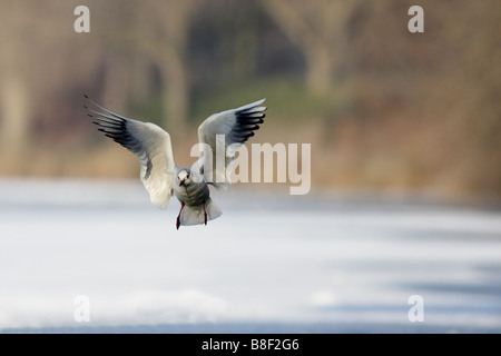 Mouette en vol en hiver Banque D'Images