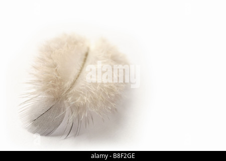 Seul oiseau plume sur un fond blanc Banque D'Images