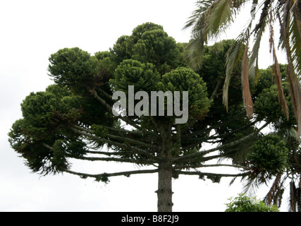 Arbre candélabre ou pin du Parana, Araucaria angustifolia, Araucariaceae, Equateur, Amérique du Sud Banque D'Images