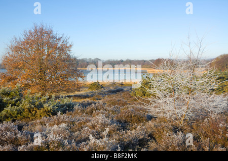 Frensham Grand Étang en hiver Surrey UK Banque D'Images