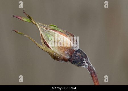 Le botrytis (pourriture grise) sur un bouton floral rose Banque D'Images