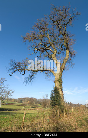 Arbre en hiver Surrey UK Banque D'Images