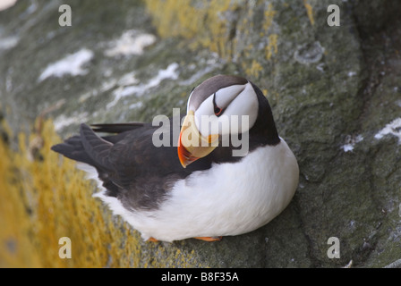 Macareux cornu Fratercula corniculata Round Island Alaska Banque D'Images