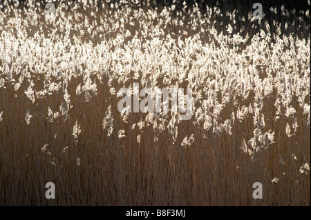 Roselière de roseau commun Phragmites australis, Suède Banque D'Images