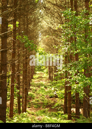 Vue à travers les arbres dans la forêt de Sherwood, Lancashire England UK Banque D'Images