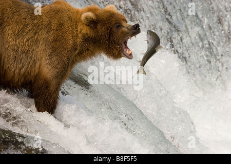 Brown l'Ours grizzli Ursus arctos horribilis la pêche du saumon sockeye Alaska Katmai National Park Banque D'Images