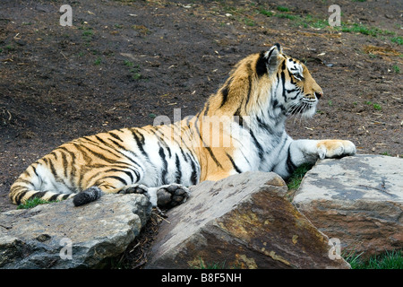 Tigre au repos Banque D'Images