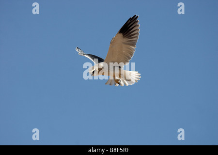 African black-shouldered kite (black-winged kite) - Wild Banque D'Images