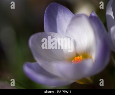 Gros plan d'une floraison de printemps crocus Banque D'Images