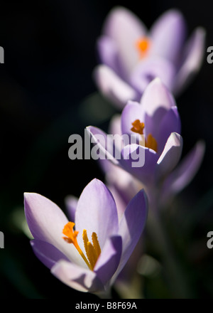 Close up de trois fleurs crocus dans une rangée Banque D'Images