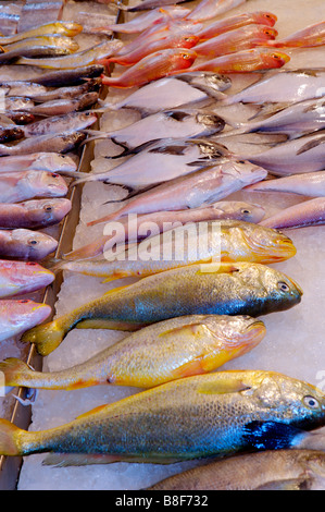 Une variété de poissons frais sur la glace sur display at a market stall Banque D'Images