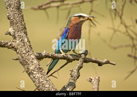 Lilac-breasted roller avec grasshopper, Masai Mara, Kenya Banque D'Images