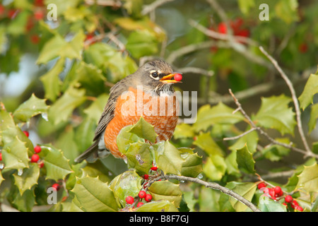 Le merle perché dans Holly Tree Eating Berries Banque D'Images